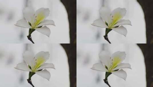 春暖花开白花朵高清在线视频素材下载