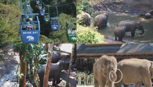 西双版纳-野象谷景区-大象合集高清在线视频素材下载
