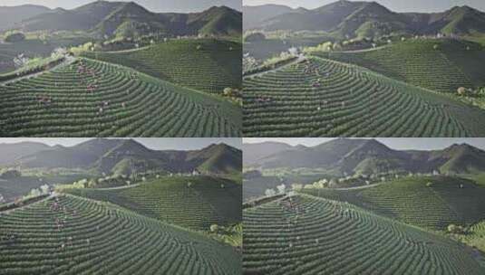 安吉白茶观景平台高清在线视频素材下载