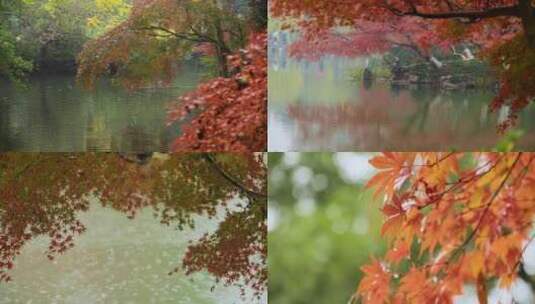 红色枫叶秋雨霜叶红于二月花西湖秋雨高清在线视频素材下载