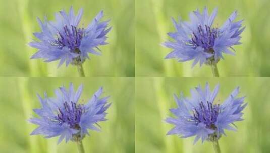春天夏初蓝色花朵紫色矢车菊高清在线视频素材下载