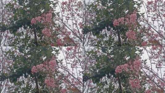 盛开在枝头的粉色樱花高清在线视频素材下载