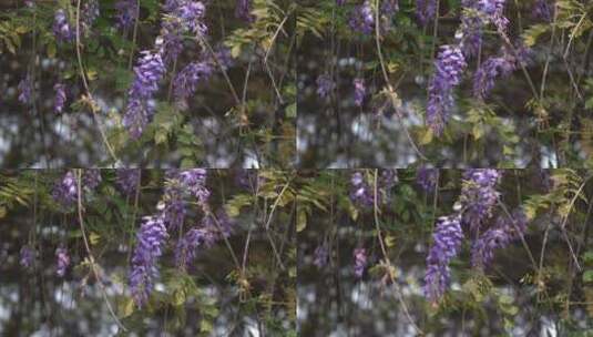 紫藤花花朵花瓣春天花开高清在线视频素材下载