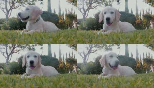 拉布拉多犬在草坪上小憩高清在线视频素材下载