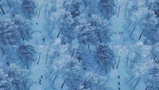 鹿群在白雪皑皑森林中行走高清在线视频素材下载