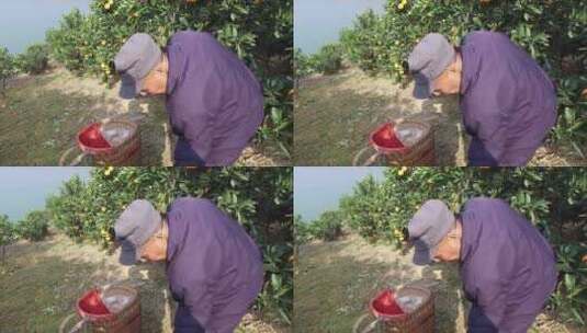 重庆奉节橙子园果农采摘橙子特写高清在线视频素材下载