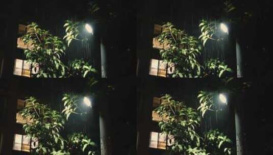 雨夜-路灯-植物高清在线视频素材下载