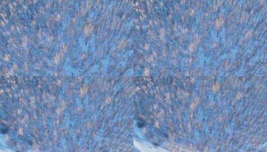夕阳照耀的雪原白桦林高清在线视频素材下载