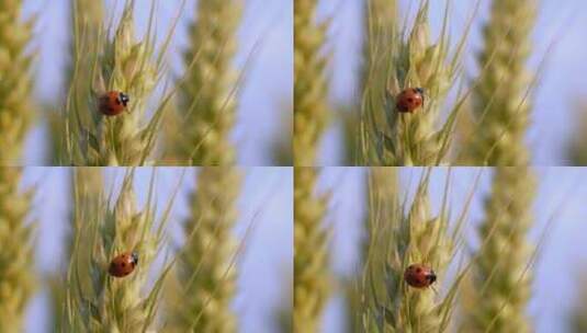 麦穗小麦小满瓢虫昆虫自然风景农业高清在线视频素材下载