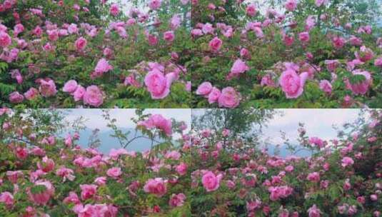 唯美玫瑰花丛高清在线视频素材下载