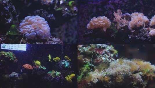 【合集】海洋馆海藻  海底植物高清在线视频素材下载