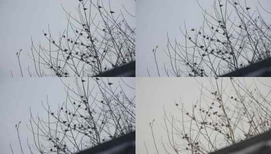 落在树枝上的一群麻雀高清在线视频素材下载