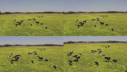 养殖场草原奶牛高清在线视频素材下载