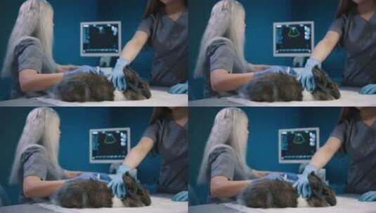 女性制作超声波扫描宠物慢动作多莉专业兽医高清在线视频素材下载