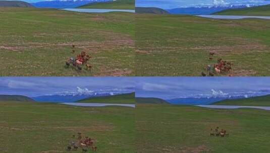 天山空中草原上奔跑的马HDR航拍高清在线视频素材下载