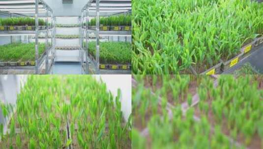 宽屏：玉米种子发芽率实验室种苗栽培温室高清在线视频素材下载