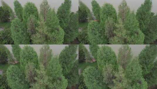 春季的落羽杉树航拍高清在线视频素材下载