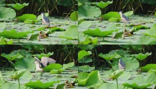 荷塘野鸭 野鸭在荷叶上 大自然野鸭子高清在线视频素材下载