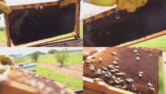 农业镜头养蜂人蜂巢采蜂蜜高清在线视频素材下载