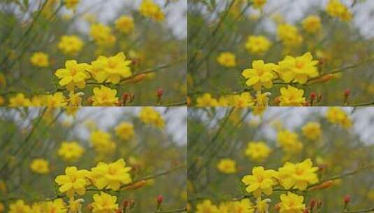 早春迎春花清明花小黄花花簇花瓣花蕊植物高清在线视频素材下载