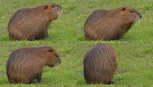 海狸鼠、食草动物、Coypu、啮齿动物高清在线视频素材下载