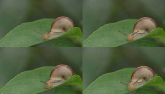 雨后，枝叶上的蜗牛在爬行高清在线视频素材下载