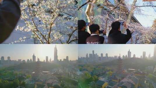 南京玄武区玄武湖景区古鸡鸣寺游客观赏樱花高清在线视频素材下载