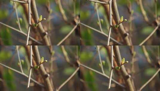 柠檬 柠檬种植 芸香科 柑橘属 水果高清在线视频素材下载