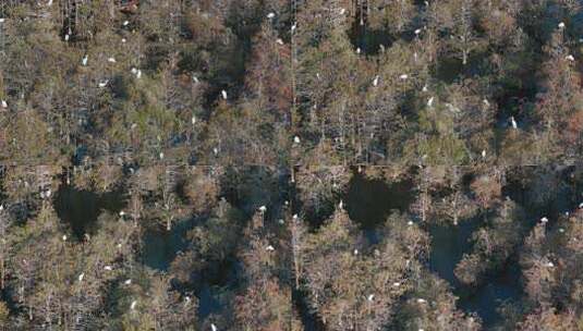 佛山市顺德伦教大涌水杉湿地候鸟白鹭群高清在线视频素材下载