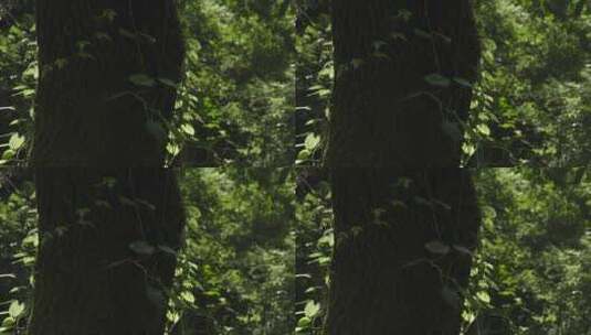 森林山野治愈自然小溪高清在线视频素材下载