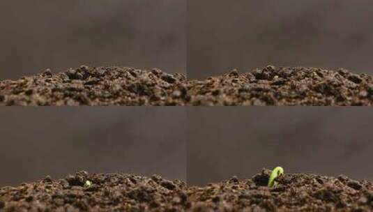特写黄瓜幼苗破土而出高清在线视频素材下载