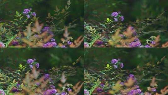 花丛花海植物鲜花高清在线视频素材下载