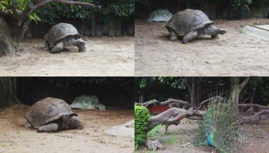 动物园乌龟孔雀高清在线视频素材下载