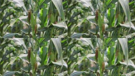 有机玉米宣传片 玉米灌溉特写高清在线视频素材下载