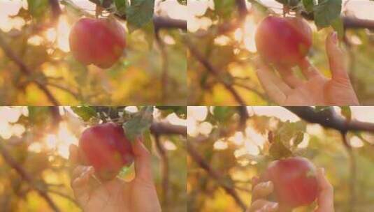 采摘树枝上的苹果高清在线视频素材下载