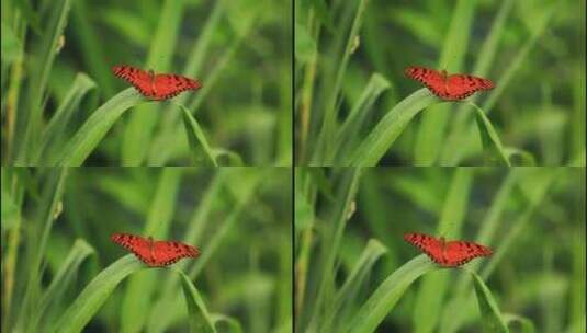 蝴蝶摆动翅膀特写高清在线视频素材下载