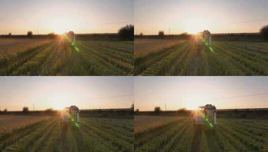 夕阳下水稻田收割机收割稻子高清在线视频素材下载