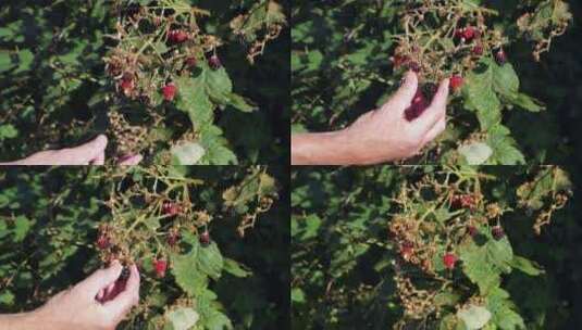 阳光下摘成熟的黑莓高清在线视频素材下载