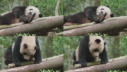 大熊猫躺着睡觉高清在线视频素材下载
