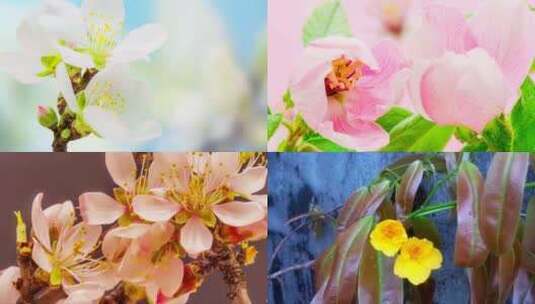 小清新春暖花开花朵特写延时视频素材高清在线视频素材下载