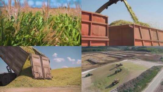 玉米 饲料 收割 养殖 畜牧高清在线视频素材下载