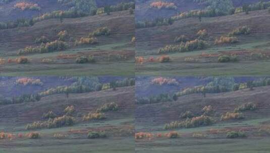 航拍秋天新疆禾木村草原上的红叶高清在线视频素材下载