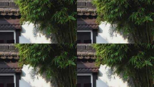 江南园林阳光下竹林竹子和白墙的光影空镜高清在线视频素材下载