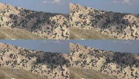 干旱石质山坡上的稀有树木高清在线视频素材下载