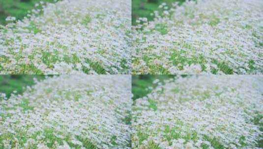 白色菊花盛放美景高清在线视频素材下载