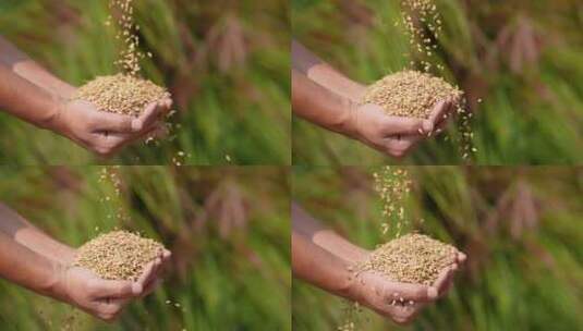 捧水稻 农业高清在线视频素材下载