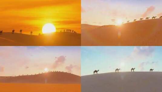 日出清晨沙漠骆驼延时高清在线视频素材下载