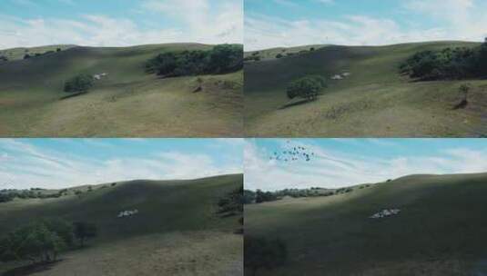 草原羊群放牧高清在线视频素材下载