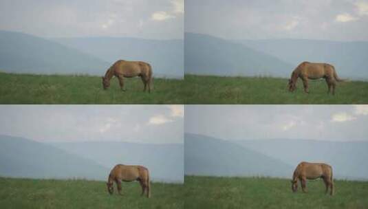 马在山上吃草高清在线视频素材下载