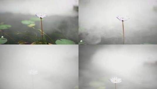 莲花在烟雾里高清在线视频素材下载